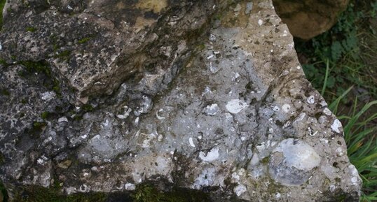 Calcaires à lumachelles