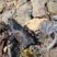 Corse - Osani - Anthracite