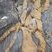 Filon granitique dans migmatites du Golfe du Morbihan