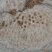 Fossile de corail dans le lias de Jard-sur-Mer