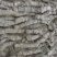 Coraux rugueux fossilisés - Ogmore-by-Sea - Détails