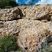 Corse - Evisa - Pegmatite permienne à quartz décimétriques