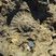 empreinte d'ammonite dans la dalle des Matelettes