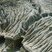 Erosion des formations meubles dans les badlands de Dinosaur P.P.