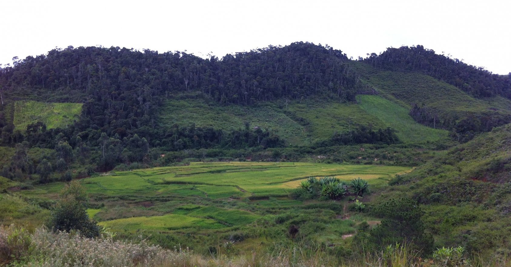 Rizière en fond de vallée - Géodiversité.NET