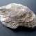 Fossile d'huître - Compiègne