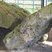 Dalles des dolmens de Changé en grès stampien.