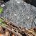 Corse - Levie - Gabbro 