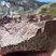 Corse - Soccia - Manganu - Rhyolite Alcaline