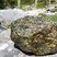 Corse - Lopigna - Bicciani - Granite Porphyroïde à Orthose potassique