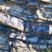 Flysch à lydiennes