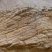 Stratification oblique dans les calcaires de Langrune, Lion-sur-Mer