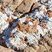 Quartz hydrothermal