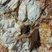 Corse - Evisa - Pegmatite permienne à quartz décimétriques