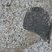Enclave basique dans granite, Hells Gate