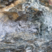 Corse - Zicavo - Serpentinite