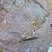 Corse - Tolla - Prunelli - Microgranite