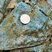 Corse - Muracciole - Schistes bleus