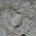 Fossile de bivalve dans calcaire à alvéolines de Minerves