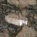 Feldspath Alcalin (Orthose) maclé dans granite, Cargèse (Corse)