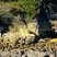 grès calcaire du cénomanien sur l'Ile d'Aix