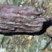 Corse - Vezzani - Radiolarites