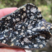 Corse - Bocognano - Gabbro