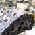 Monzogranodiorite à grenats