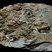 Fossiles d'Ostracodes + petites faunes (notamment des Trilobites)