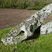 Dalle en grès du dolmen de la grenouille à Changé.