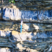 Flysch à lydiennes