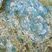 Corse - Muracciole - Schistes bleus