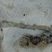 Filon de pyrite et nodules de marcassite, estran du Cap Blanc Nez