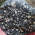 Corse - Bocognano - Gabbro