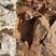 Corse - Piana - Capu Rossu - Granite Perthitique à Arfvedsonite