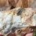 Corse - Evisa - Pegmatite permienne à quartz décimétriques