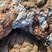 Quartz hydrothermal