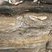 Phyllades detritiques de carmaures - plage d'argent - Porquerolles 