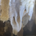 Formation d'une draperie dentelée à la grotte du Grand Roc