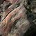 Tourbière fossile - détail d'une souche d'arbre - Morgat
