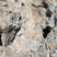 Corse - Ghisoni - Mine de La Finosa