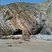 Falaise de la plage du Veryac'h (grotte)