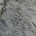 Fossiles de bryozoaires et de cnidaires à Hook Head