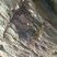 Fossile de trilobite