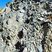 Corse - Muracciole - Schistes bleus