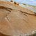 Cernes dans les concrétions de Red Rock Coulee