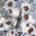 Monzogranodiorite à grenats