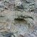 Stromatolithe dans la caillasse de Bayeux