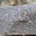 Corse - Tolla - Prunelli - Microgranite