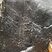 Pistes de vers marins (Postolonnec)